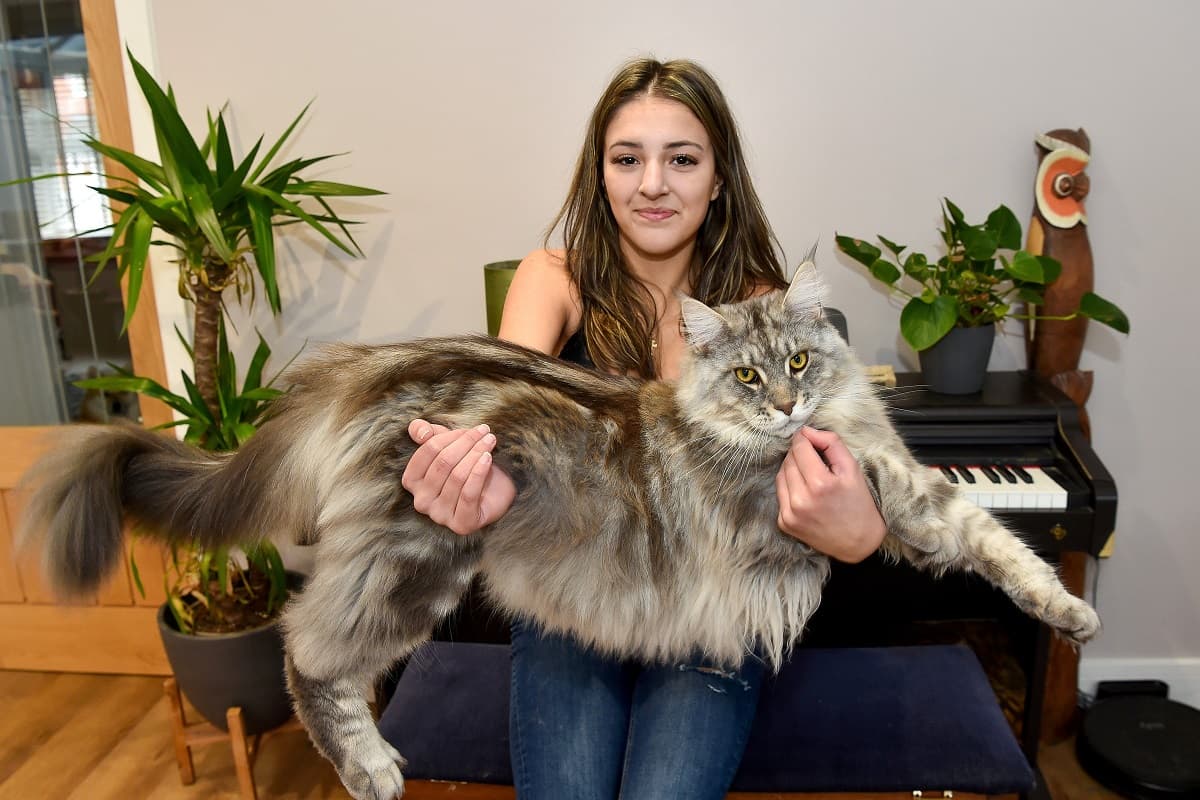 Maine Coon can mistaken for a dog and lion is still growing