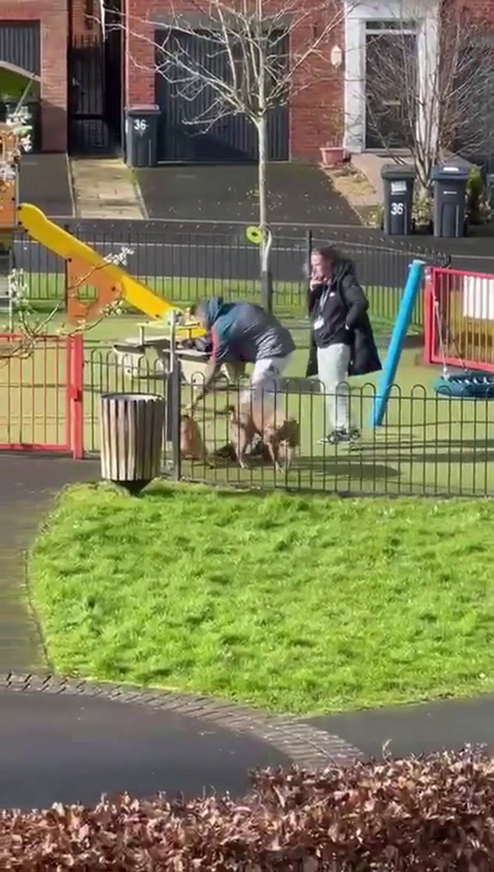 Shocking Moment Man Punches Dog Caught On Camera